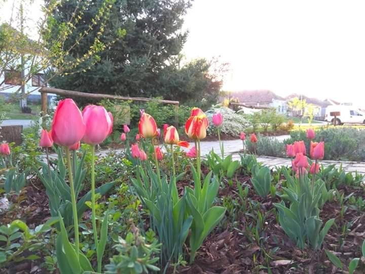 Egkoris Vendeghaz Hotel Bakonyszucs Buitenkant foto